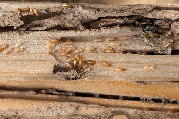 Best Local Pest Control Services  in Carey, ID