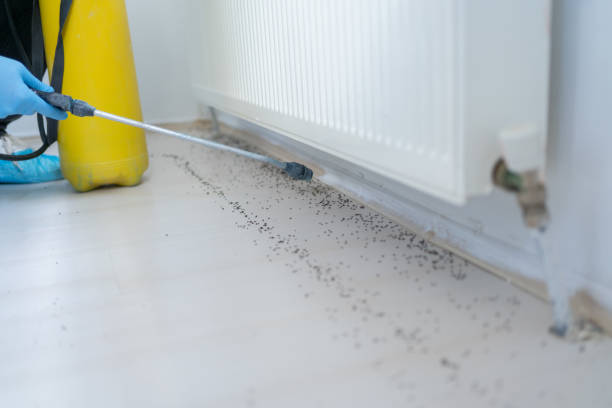 Trusted Carey, ID Pest Control Experts