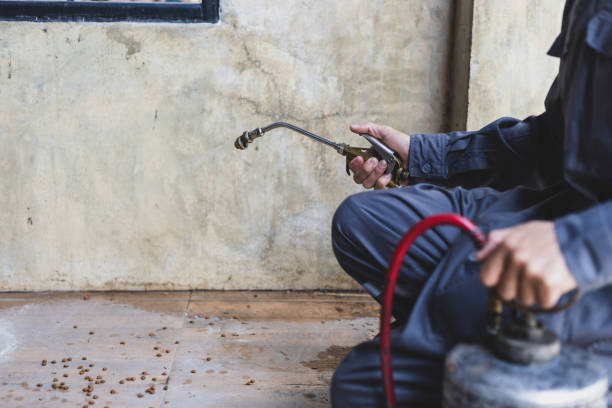 Best Termite Control Services  in Carey, ID
